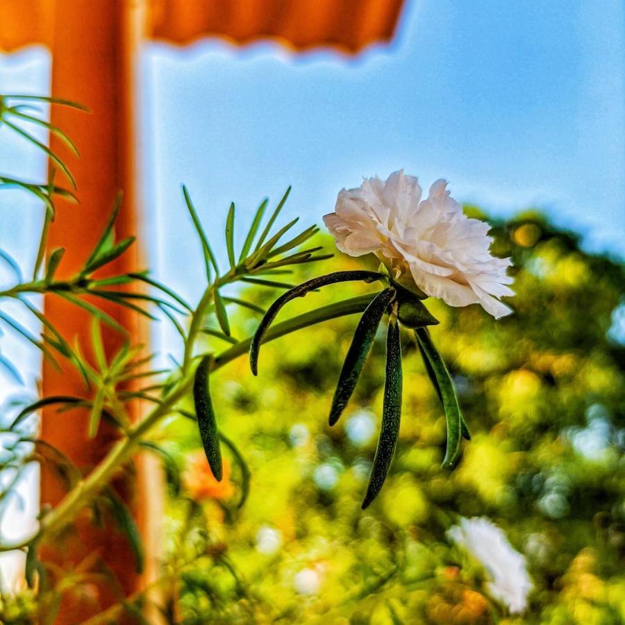 Mud Mirror Guesthouse Jaisalmer Εξωτερικό φωτογραφία