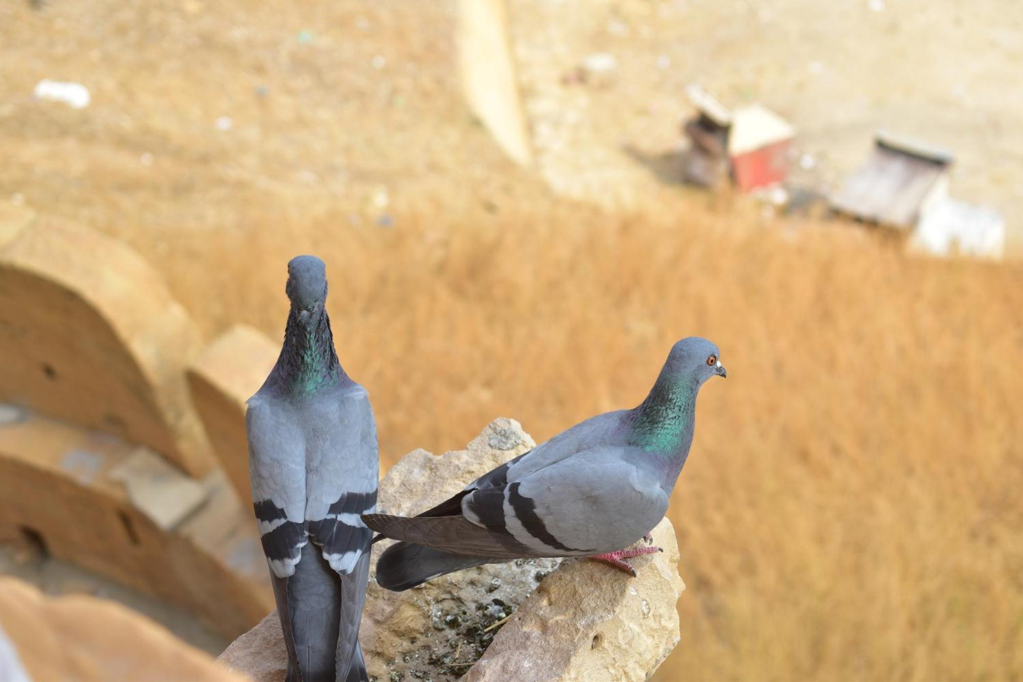 Mud Mirror Guesthouse Jaisalmer Εξωτερικό φωτογραφία